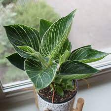 Buy Birkin Plant Online