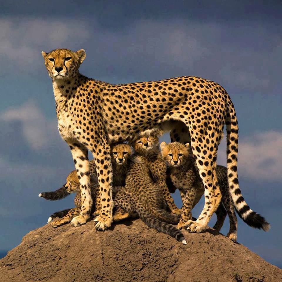Eight Project Cheetah African Cheetahs will be kept at the Ajni National Park in India