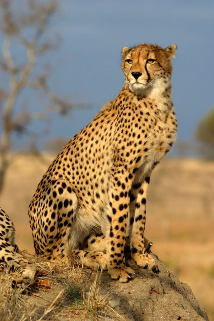 India is bringing African Cheetahs