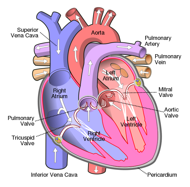 Human Heart- 