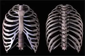 Difference Between Male and Female Ribs
