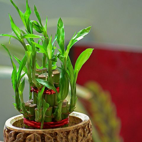 Feng Shui Money Coin Plant to Enhance Positive Energy at Home