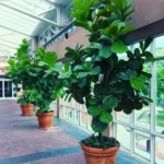 Big Fiddle Leaf Fig Plant