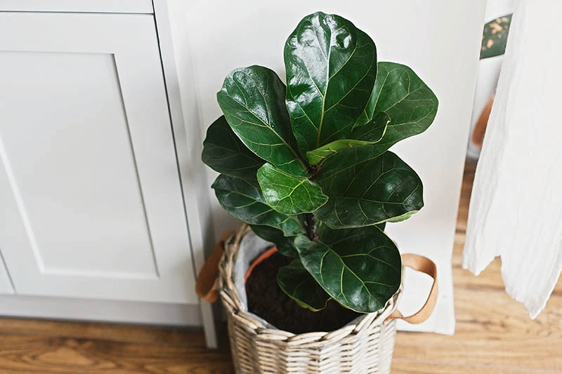 Fiddle Leaf Fig Plant