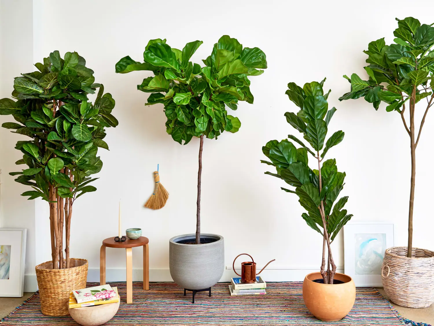 A Complete Knowledge of Fiddle Leaf Fig Plant – Its Benefits, Spiritual Meaning, and More