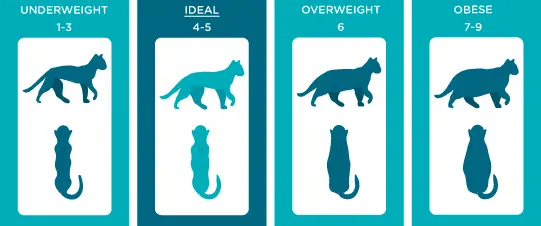 How Heavy Should My Cat Be- Complete Guide? 