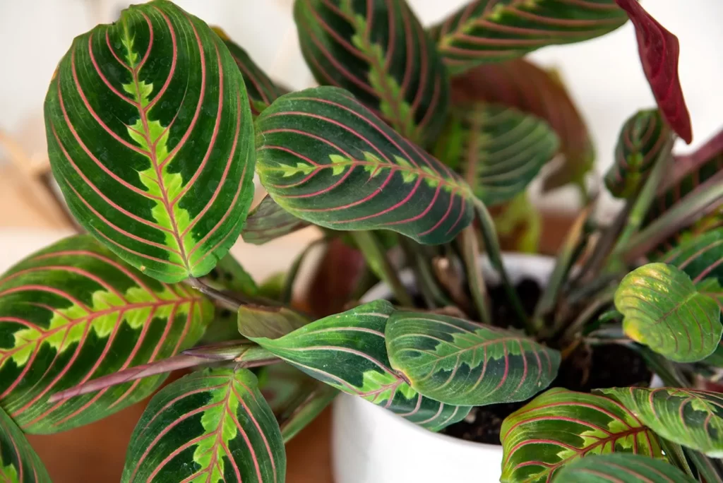 Benefits of Prayer Plant