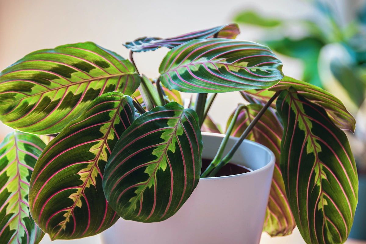 How to Grow, Care, and Benefits of Prayer Plant?