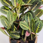 Benefits of Prayer Plant