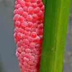 Snail Eggs Appearance