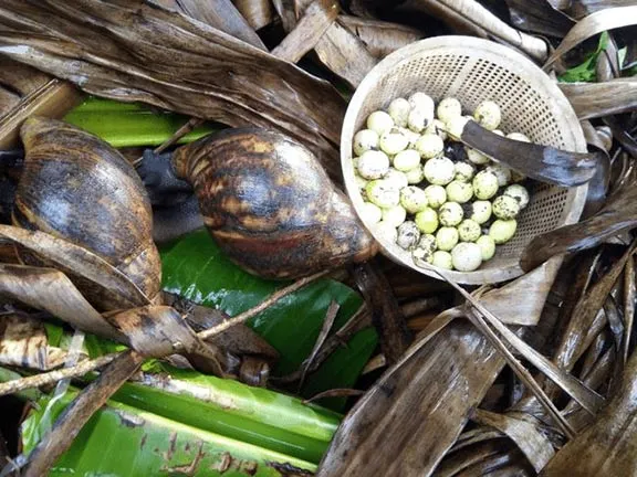 Snail Eggs