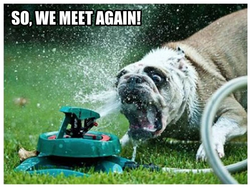 Dog Sprinkler