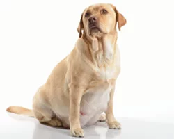 Dog Food For Pregnant Dogs