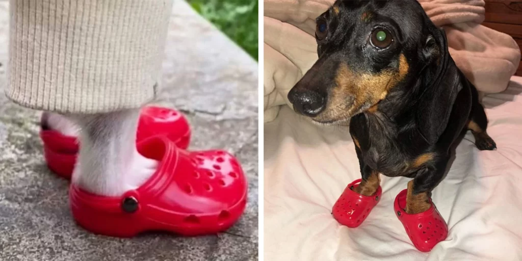 Crocs for Dogs