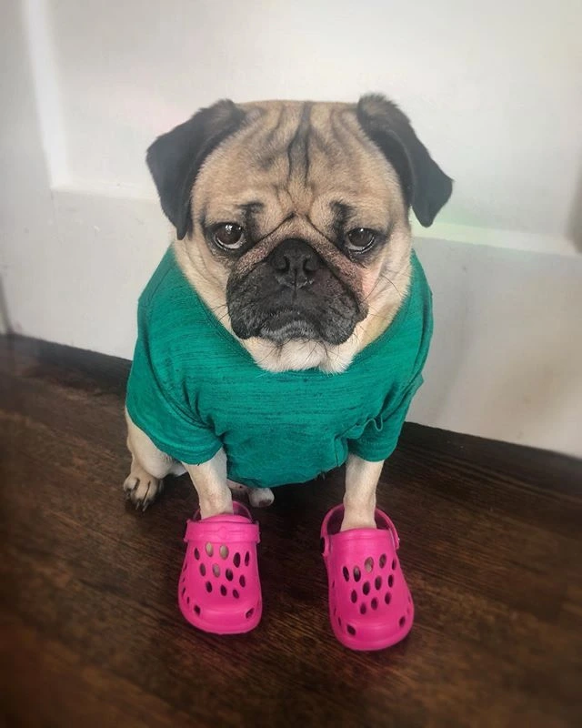 Crocs for Dogs