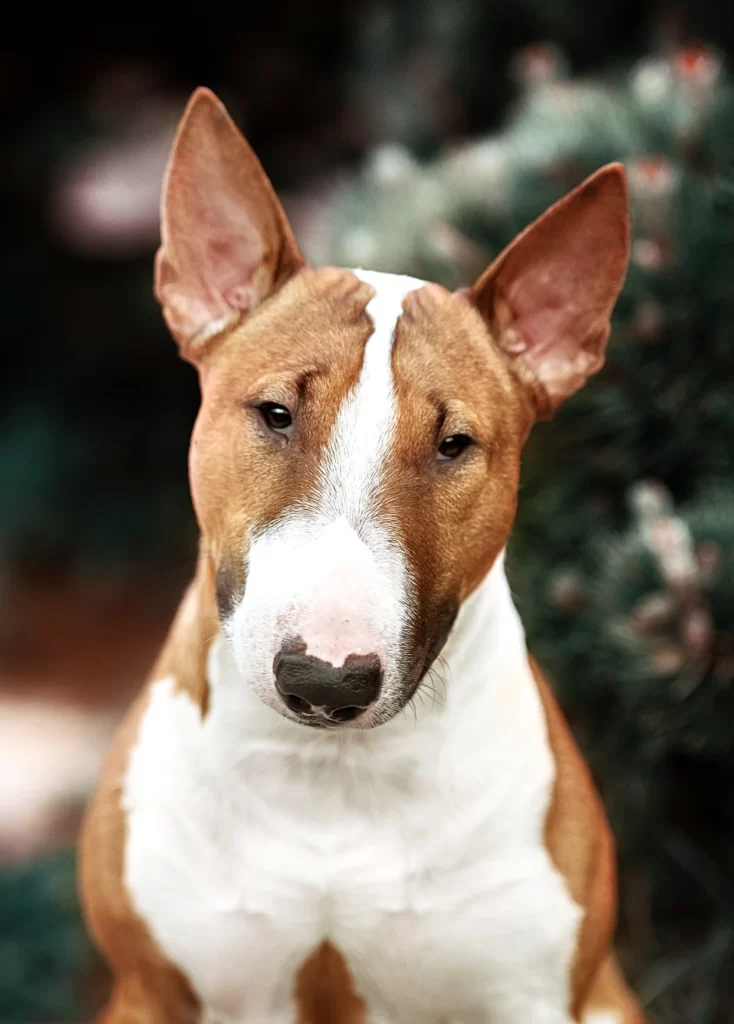 Bull Terrier Puppies