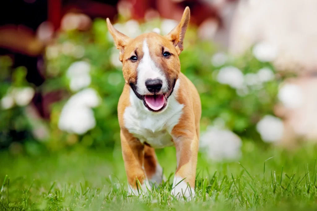 Bull Terrier Puppies