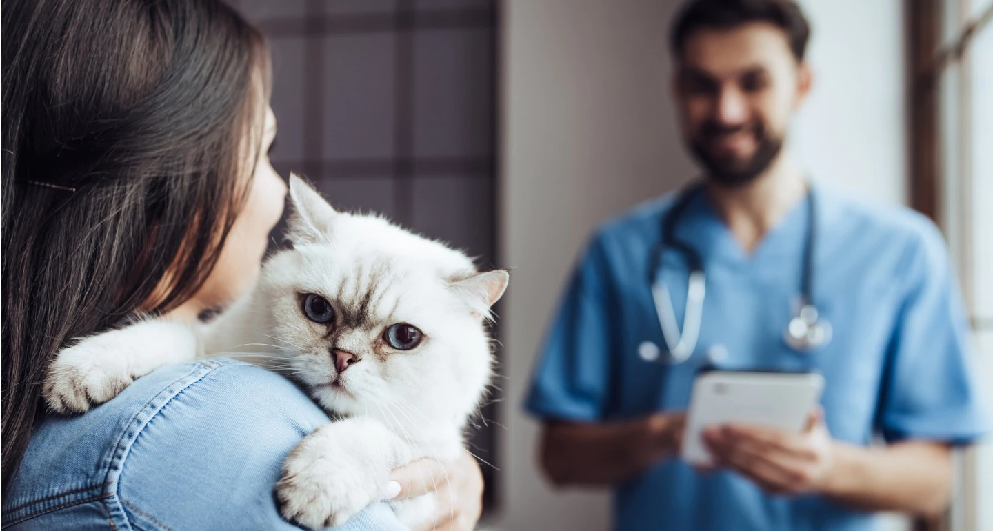 How Often Do You Take a Cat to The Vet: A Complete Guide to Your Pet’s Health