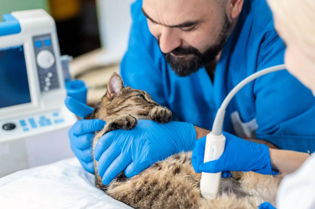 Cat to The Vet: