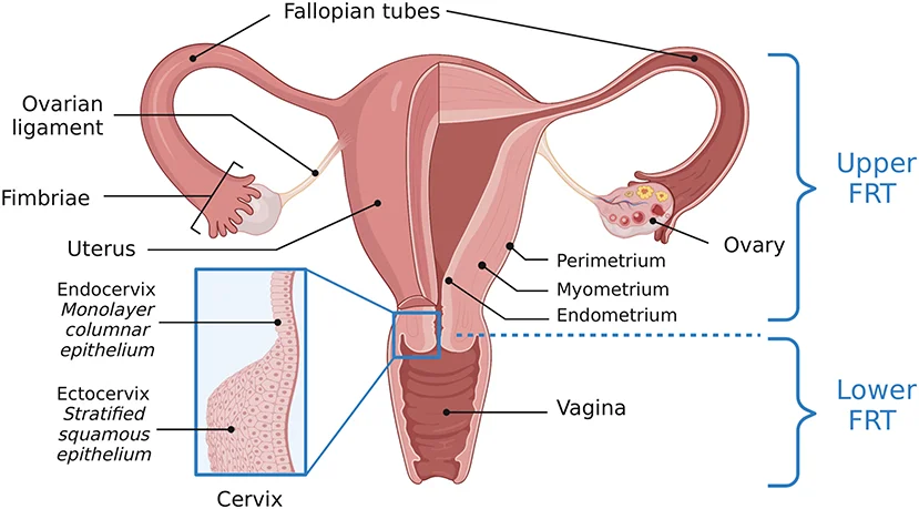 Urogenital Flora Infections in Women