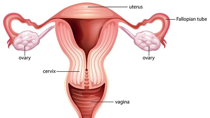 Urogenital Flora Infections in Women