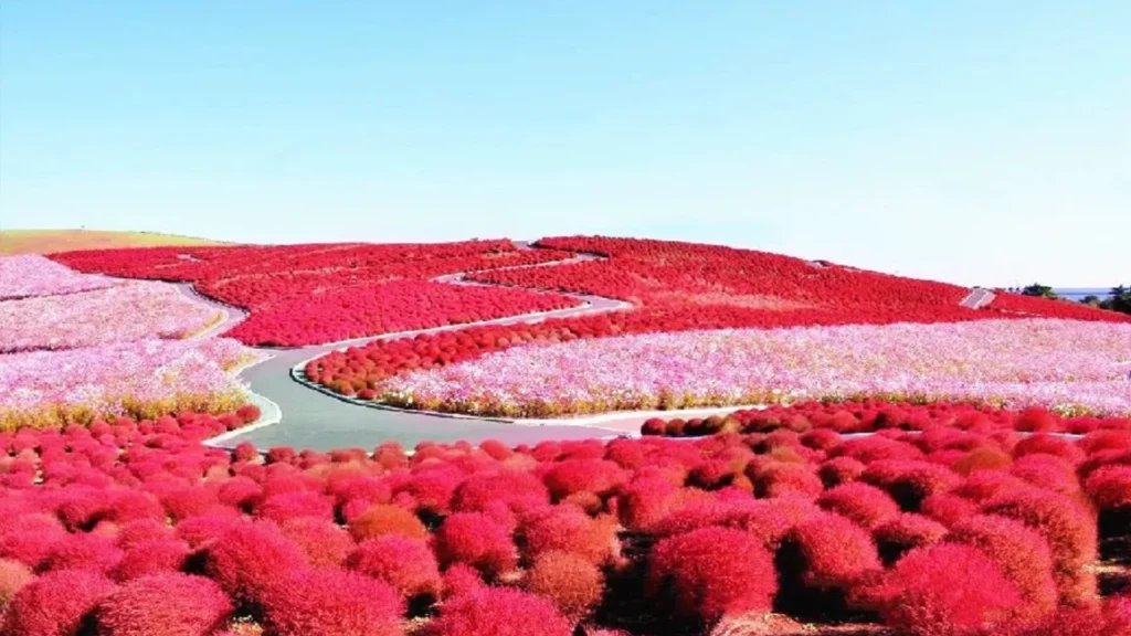 Hitachi Seaside Park: Japan