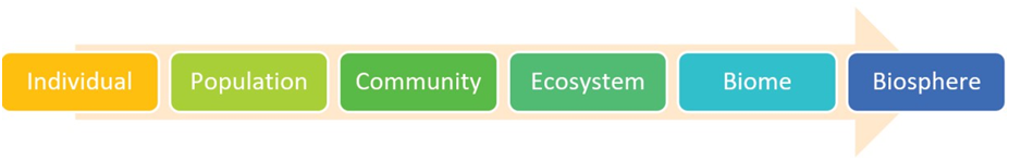 Levels of Organizations in Ecology