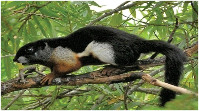 Namdapha Flying Squirrel (Biswamoyopterus biswasi)