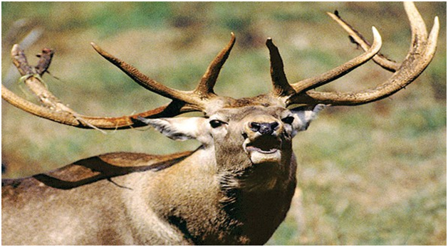 Kashmir Stag/Hangul (Cervus elaphus hanglu)