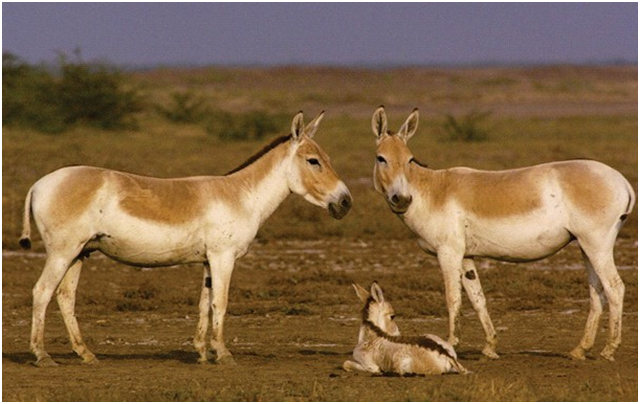 Wild Ass/Khur (Equus hemionus)