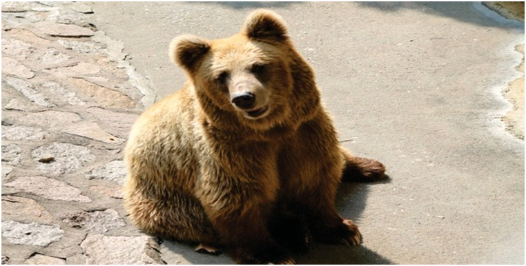 Himalayan Brown Bear (Ursus arctos isabellinus)