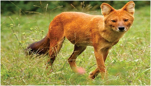 Dhole, Red Dog, Indian Wild Dog, Asiatic Wild Dog (Cuon alpinus)