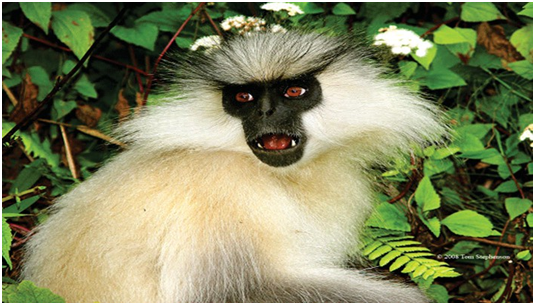 Golden Langur (Trachypithecus geei)