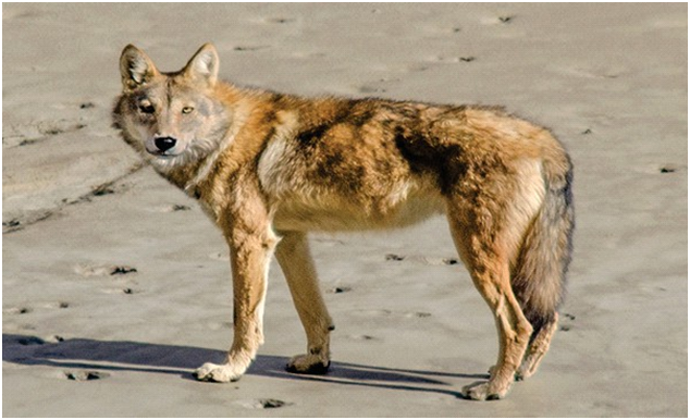 Himalayan Wolf