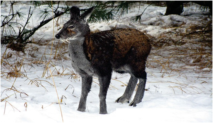 Himalayan Musk Deer (Moschus chrysogaster)