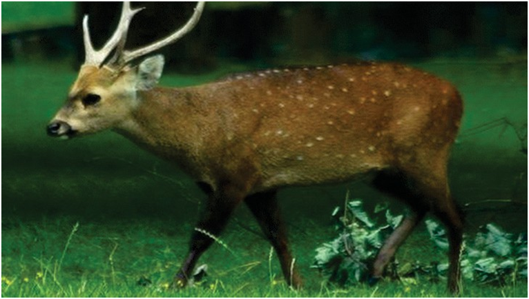 Hog Deer (Axis porcinus)