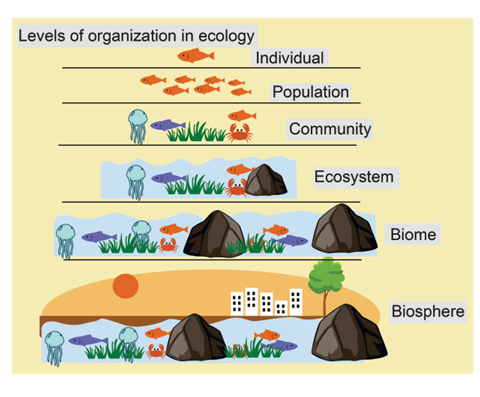 Levels of Organization in ecology