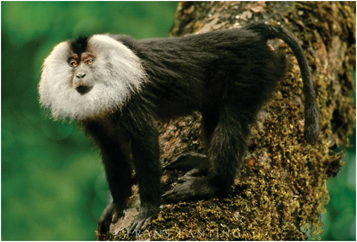 Lion-tailed Macaque (Macaca silenus)