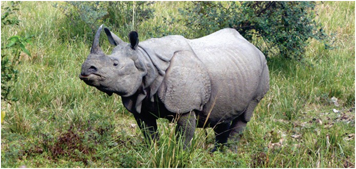 Greater One-horned Rhino, Great Indian Rhinoceros (Rhinoceros unicornis)