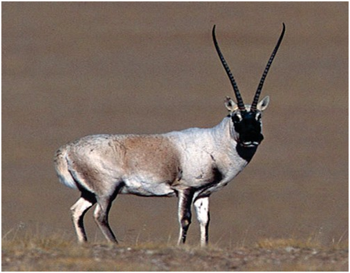 Chiru, Tibetan Antelope (Pantholops hodgsonii)