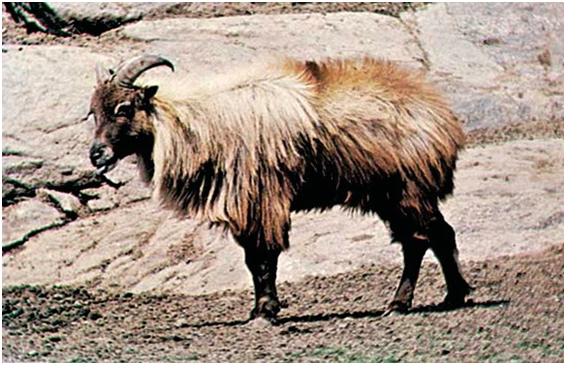 Himalayan Tahr (Hemitragus jemlahicus)