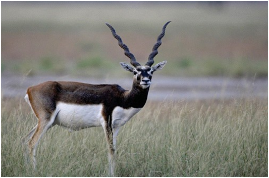 Indian Blackbuck (Antelope cervicapra)