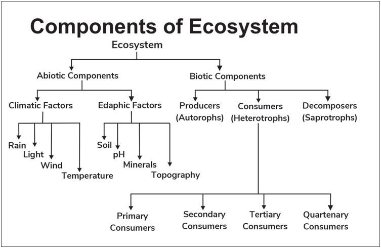 Components of Ecosystem