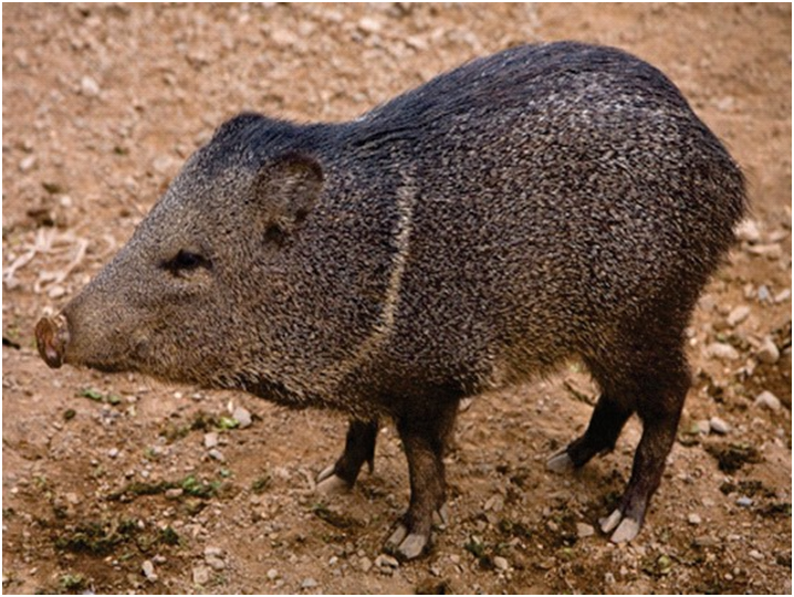 Critically Endangered (Mammals) Pygmy Hog (Porcula salvania)