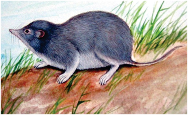 Andaman White-toothed Shrew (Crocidura andamanensis) Conservation of Biological Diversity