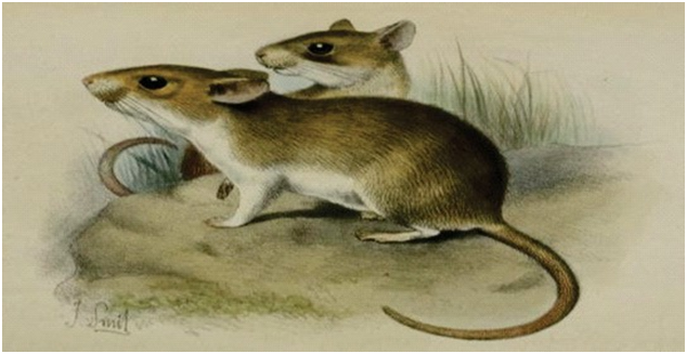 Kondana Rat (Millardia kondana)