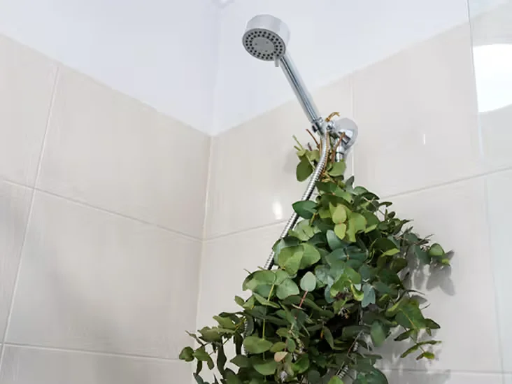 Eucalyptus in Shower